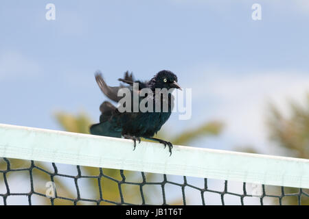 Cuban blackbird in Cayo coco, Cuba Stock Photo