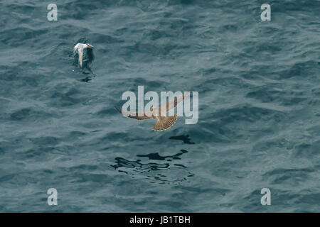 Juvenile Peregrine falcon (Falco peregrinus) attacking a tern over the sea Stock Photo