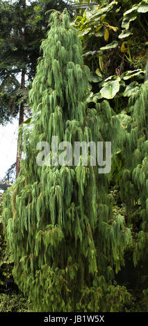 Weeping willow in the Cloud Forest greenhouse in Gardens by the Bay Singapore Stock Photo