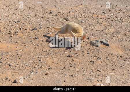 Fennec fox in the Sahara desert, Morocco. Stock Photo