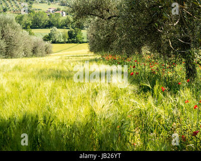 Vivid green wheatfield in strong sunlight with a line of red poppies leading the eye further into the meadow Stock Photo