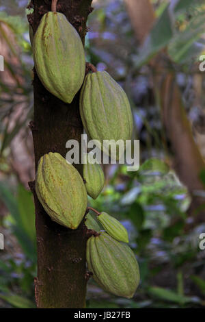cocoa tree theobroma cacao Stock Photo