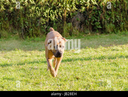 A young, beautiful gray medium sized Cane Corso dog with uncropped ears walking on the grass. The Italian Mastiff is a powerfully built animal with great intelligence and a willingness to please. Stock Photo