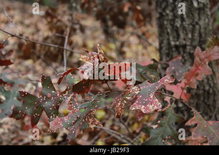 A few fallen leafs in Autumn. Stock Photo