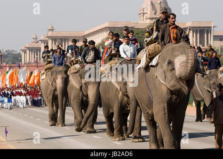Elephants walking down the Raj Path in preparation for the annual Republic Day Parade in New Delhi, India. Stock Photo