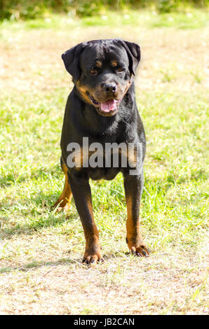 A healthy, robust and proudly looking Rottweiler dog with undocked tail standing on the grass. Rotweillers are well known for being intelligent dogs and very good protectors. Stock Photo