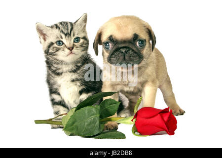 British Shorthair kitten and little Pug puppy with a red rose for ...