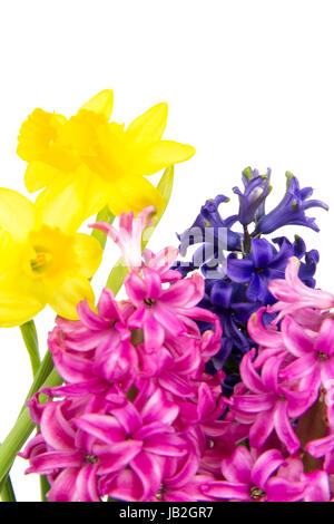 Bunte Hyazinthen und Narzissen blühen im Frühling Stock Photo