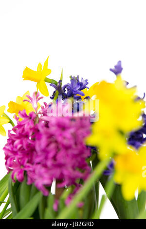 Bunte Hyazinthen und Narzissen blühen im Frühling Stock Photo