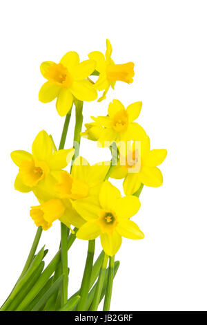 Blühende Narzissen Osterglocken im Frühling Stock Photo
