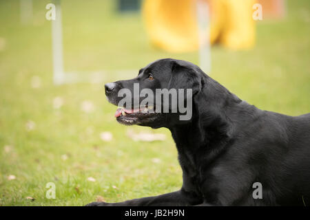 Dog, black Labrador Retriever, lying down Stock Photo