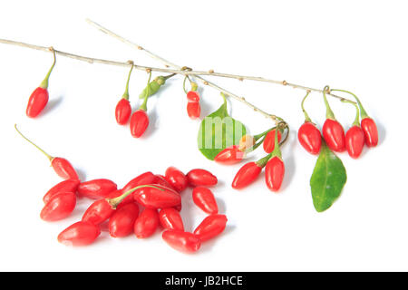 Zweig und frische Goji-Beeren (Lycium barbarum), freigestellt vor weißem Hintergrund Stock Photo