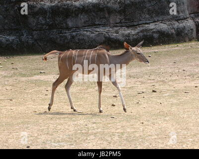 Female South African Greater Kudu antelope (Tragelaphus strepsiceros) Stock Photo