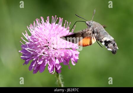 European Hummingbird Hawk Moth (Macroglossum stellatarum) in flight, hovering while feeding on a purple flower. Stock Photo