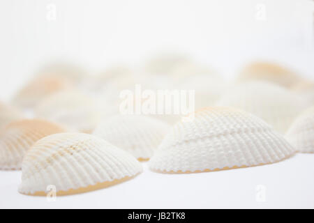 Different soft colored seashells on a white background. Stock Photo