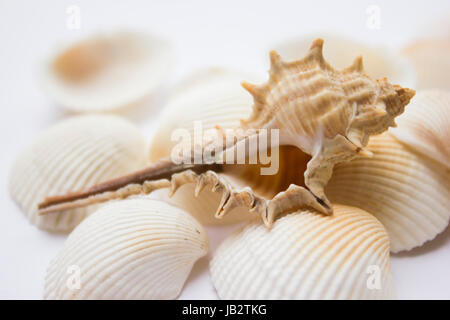 Different soft colored seashells on a white background. Stock Photo