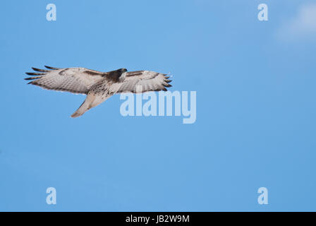 Red-Tailed Hawk in Flight Across Blue Sky Stock Photo