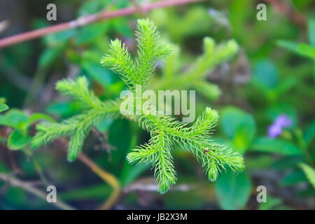 Lycopodium moss close-up (Lycopodium cernuum) in the forest Stock Photo