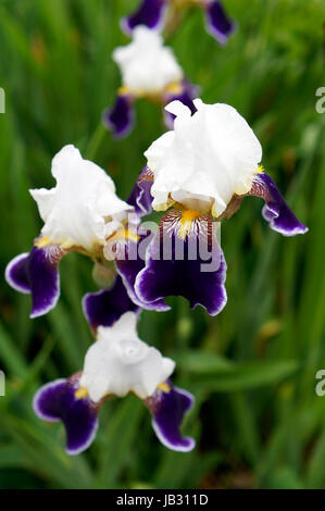 Close up of yellow, purple and white bearded irises in spring, Vancouver, British Columbia, Canada Stock Photo