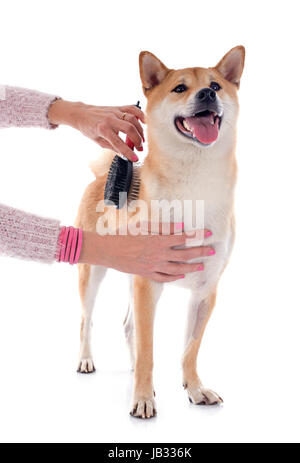 Shiba grooming best sale