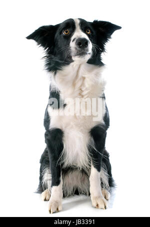 portrait of purebred border collie in front of white background Stock Photo