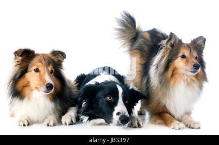 portrait of purebred border collie and shetland sheepdogs in front of white background Stock Photo