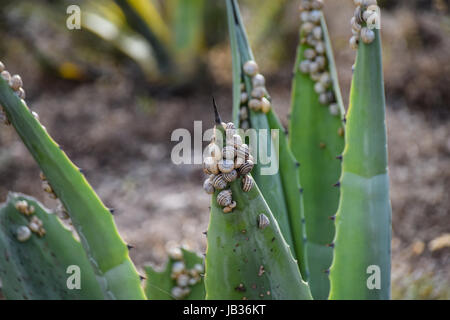 Snails clustered around the top of plants to avoid the heat of the sun reflecting or absorbed into the soil Stock Photo
