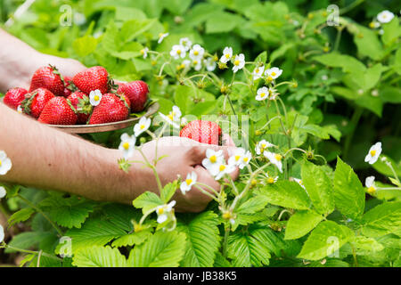 Man picking up strawberries in the garden Stock Photo