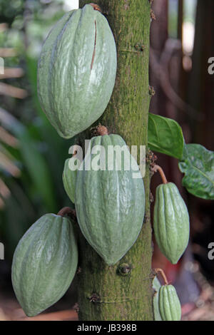 cocoa fruits Stock Photo