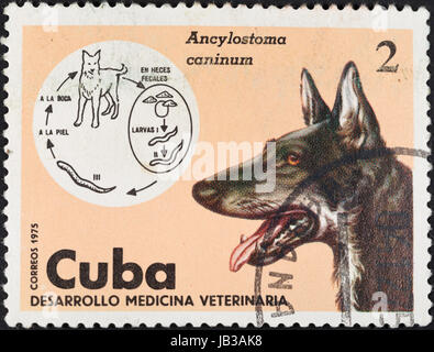 CUBA - CIRCA 1975: A postage stamp printed in the Cuba shows the Research in veterinary medicine - life cycle of Ancylostoma caninum in dog, circa 1975 Stock Photo