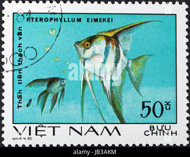 SOCIALIST REPUBLIC OF VIETNAM - CIRCA 1980: A postage stamp printed in the Vietnam shows pterophyllum eimekei - tropical angelfish, circa 1980 Stock Photo