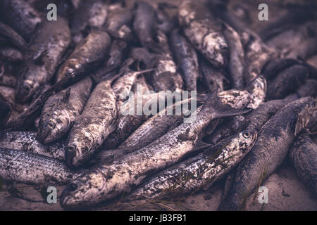 Ilha Do Mel, Paraná, Brazil - June 3, 2017: Feast of the Mullet on Ilha Do Mel (Honey Island). Stock Photo