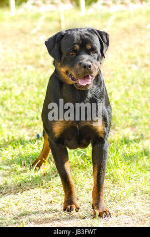A healthy, robust and proudly looking Rottweiler dog with undocked tail standing on the grass. Rotweillers are well known for being intelligent dogs and very good protectors. Stock Photo