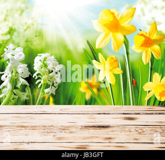 Colourful yellow spring daffodils and hyacinths with a red ladybug on the stem peeping over the top of a rustic wooden fence or tabletop on a hot sunny day Stock Photo
