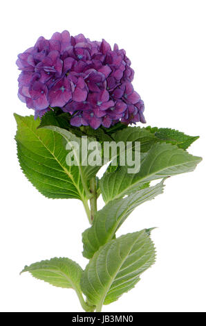 Lacecap Hydrangea (macrophylla normalis) isolated on white background. Stock Photo