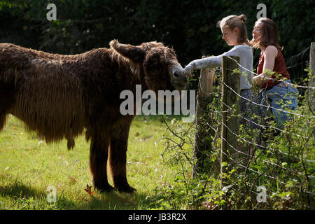 Two teenage French girls feeding a long hair poitou donkey, Brittany, France Stock Photo