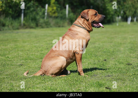 Tosa inu male dog closeup in the natural environment Stock Photo