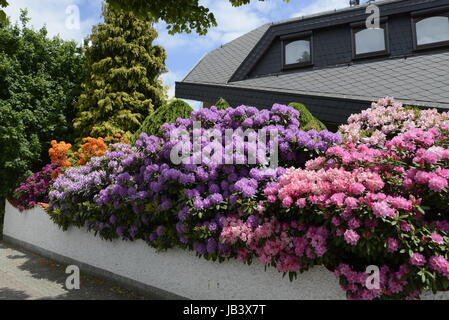 60+ Zierpflanze Blume 7, Welche rätsellösung für zierpflanze,