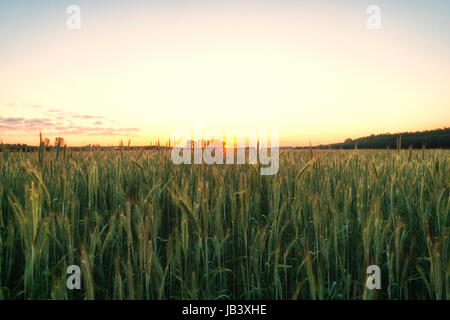 Ear of green wheat under sunrise Stock Photo