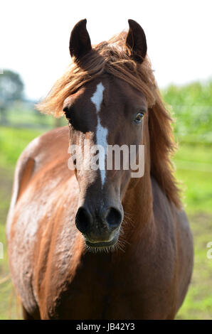 Morgan Horse, Portrait, WEide, Koppel, Wiese, Pferd, Stute, hengst, Brauner, Fuchs, Rappe, Wallach Stock Photo