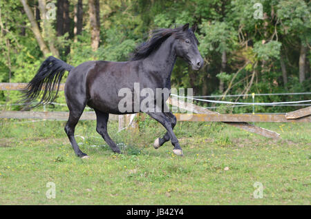 Morgan Horse, Portrait, WEide, Koppel, Wiese, Pferd, Stute, hengst, Brauner, Fuchs, Rappe, Wallach Stock Photo