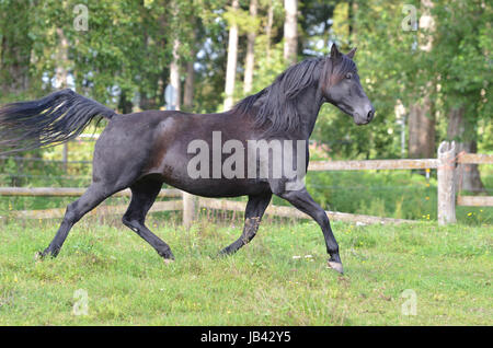 Morgan Horse, Portrait, WEide, Koppel, Wiese, Pferd, Stute, hengst, Brauner, Fuchs, Rappe, Wallach Stock Photo