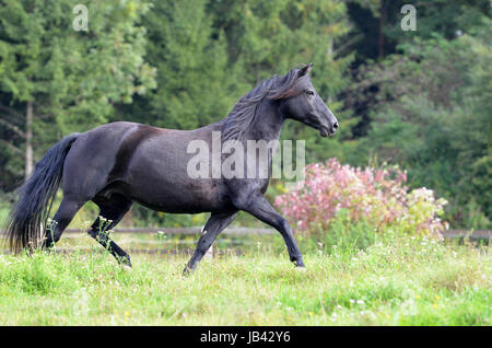 Morgan Horse, Portrait, WEide, Koppel, Wiese, Pferd, Stute, hengst, Brauner, Fuchs, Rappe, Wallach Stock Photo