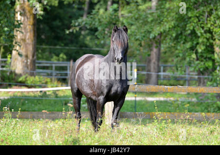 Morgan Horse, Portrait, WEide, Koppel, Wiese, Pferd, Stute, hengst, Brauner, Fuchs, Rappe, Wallach Stock Photo