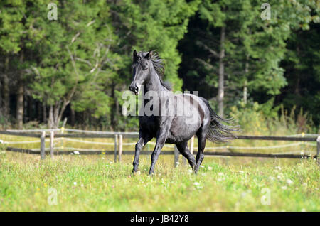 Morgan Horse, Portrait, WEide, Koppel, Wiese, Pferd, Stute, hengst, Brauner, Fuchs, Rappe, Wallach Stock Photo