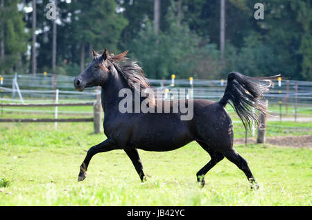 Morgan Horse, Portrait, WEide, Koppel, Wiese, Pferd, Stute, hengst, Brauner, Fuchs, Rappe, Wallach Stock Photo