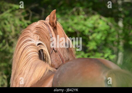 Morgan Horse, Portrait, WEide, Koppel, Wiese, Pferd, Stute, hengst, Brauner, Fuchs, Rappe, Wallach Stock Photo