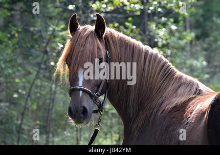 Morgan Horse, Portrait, WEide, Koppel, Wiese, Pferd, Stute, hengst, Brauner, Fuchs, Rappe, Wallach Stock Photo