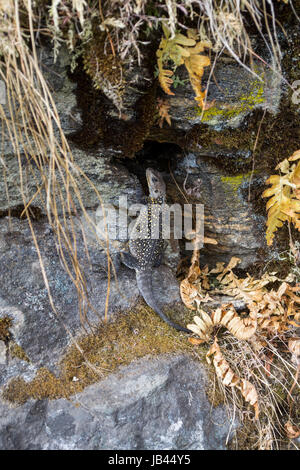 Langtang National Park, Nepal. Reptile beside the path Stock Photo