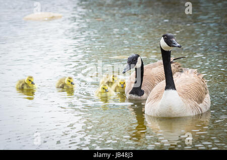 A Canada goose family (Branta canadensis).  Century Park, Edmonton, Canada. Stock Photo